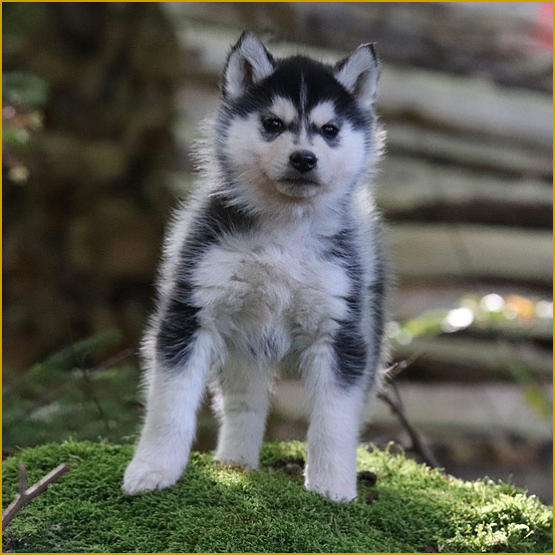 Siberian Husky Nordic Fire