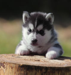 Siberian Husky Nordic Fire