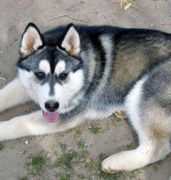 Siberian Husky Nordic Fire