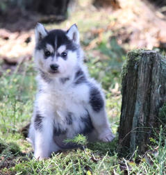 Siberian Husky Nordic Fire