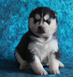 Siberian Husky Nordic Fire