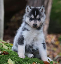 Siberian Husky Nordic Fire