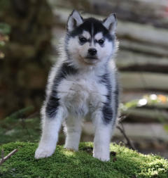 Siberian Husky Nordic Fire