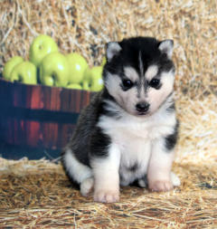 Siberian Husky Nordic Fire