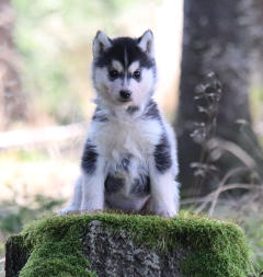 Siberian Husky Nordic Fire