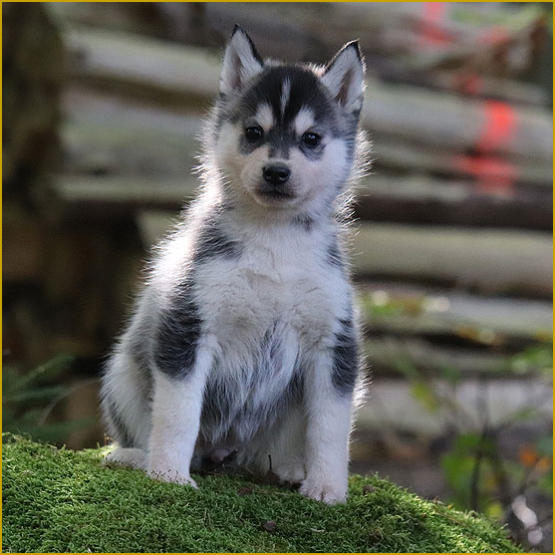 Siberian Husky Nordic Fire