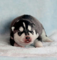 Siberian Husky Nordic Fire