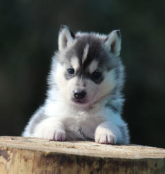 Siberian Husky Nordic Fire