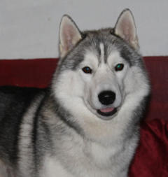 Siberian Husky Nordic Fire