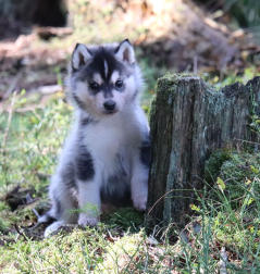 Siberian Husky Nordic Fire