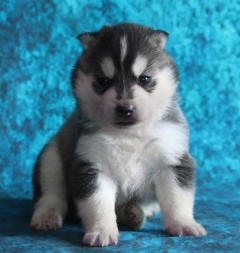 Siberian Husky Nordic Fire