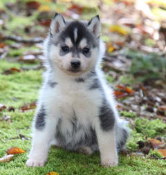 Siberian Husky Nordic Fire