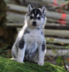 Siberian Husky Nordic Fire