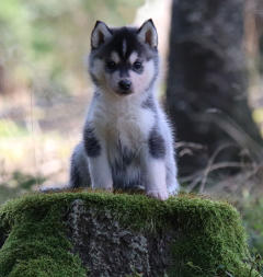 Siberian Husky Nordic Fire