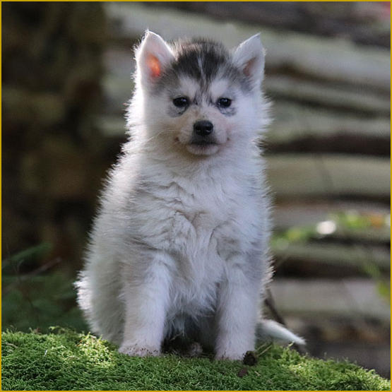 Siberian Husky Nordic Fire