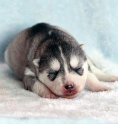 Siberian Husky Nordic Fire