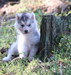 Siberian Husky Nordic Fire