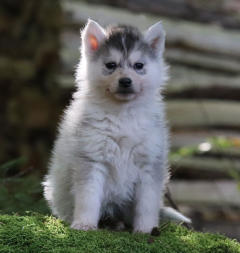 Siberian Husky Nordic Fire