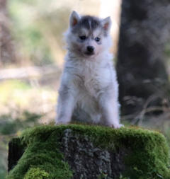 Siberian Husky Nordic Fire