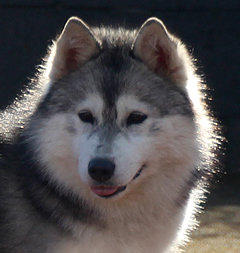 Siberian Husky Nordic Fire