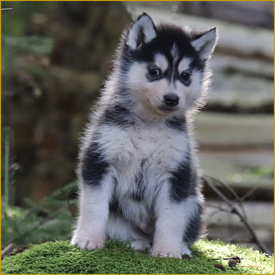 Siberian Husky Nordic Fire