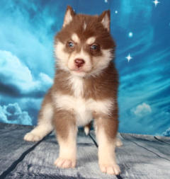 Siberian Husky Nordic Fire