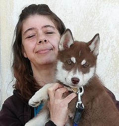 Siberian Husky Nordic Fire