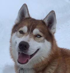 Siberian Husky Nordic Fire