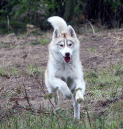 Siberian Husky Nordic Fire