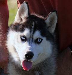 Siberian Husky Nordic Fire