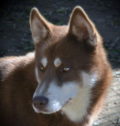 Siberian Husky Nordic Fire