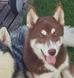 Siberian Husky Nordic Fire