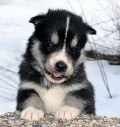 Siberian Husky Nordic Fire