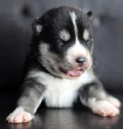 Siberian Husky Nordic Fire