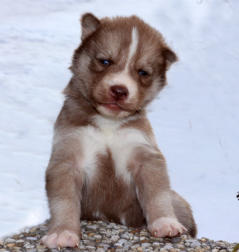 Siberian Husky Nordic Fire