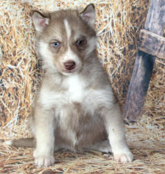 Siberian Husky Nordic Fire