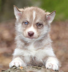 Siberian Husky Nordic Fire