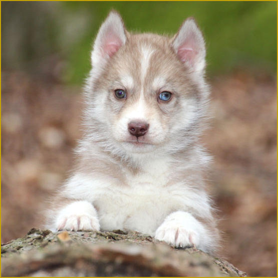 Siberian Husky Nordic Fire