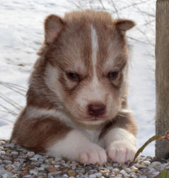 Siberian Husky Nordic Fire