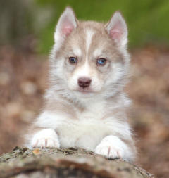 Siberian Husky Nordic Fire