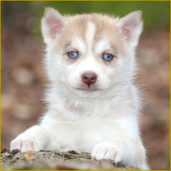 Siberian Husky Nordic Fire