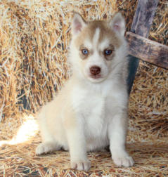 Siberian Husky Nordic Fire