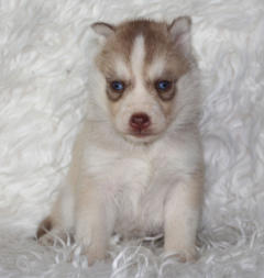 Siberian Husky Nordic Fire