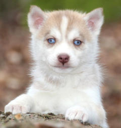 Siberian Husky Nordic Fire