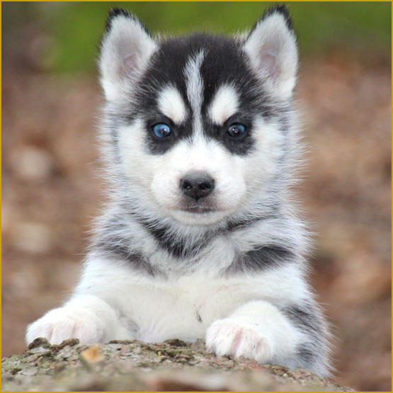 Siberian Husky Nordic Fire