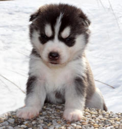 Siberian Husky Nordic Fire