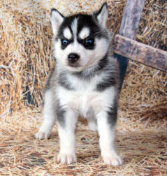 Siberian Husky Nordic Fire