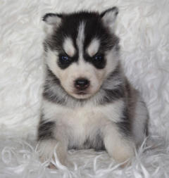 Siberian Husky Nordic Fire