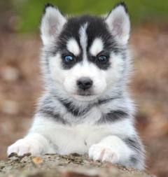 Siberian Husky Nordic Fire