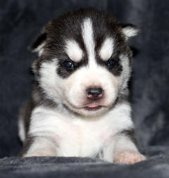 Siberian Husky Nordic Fire